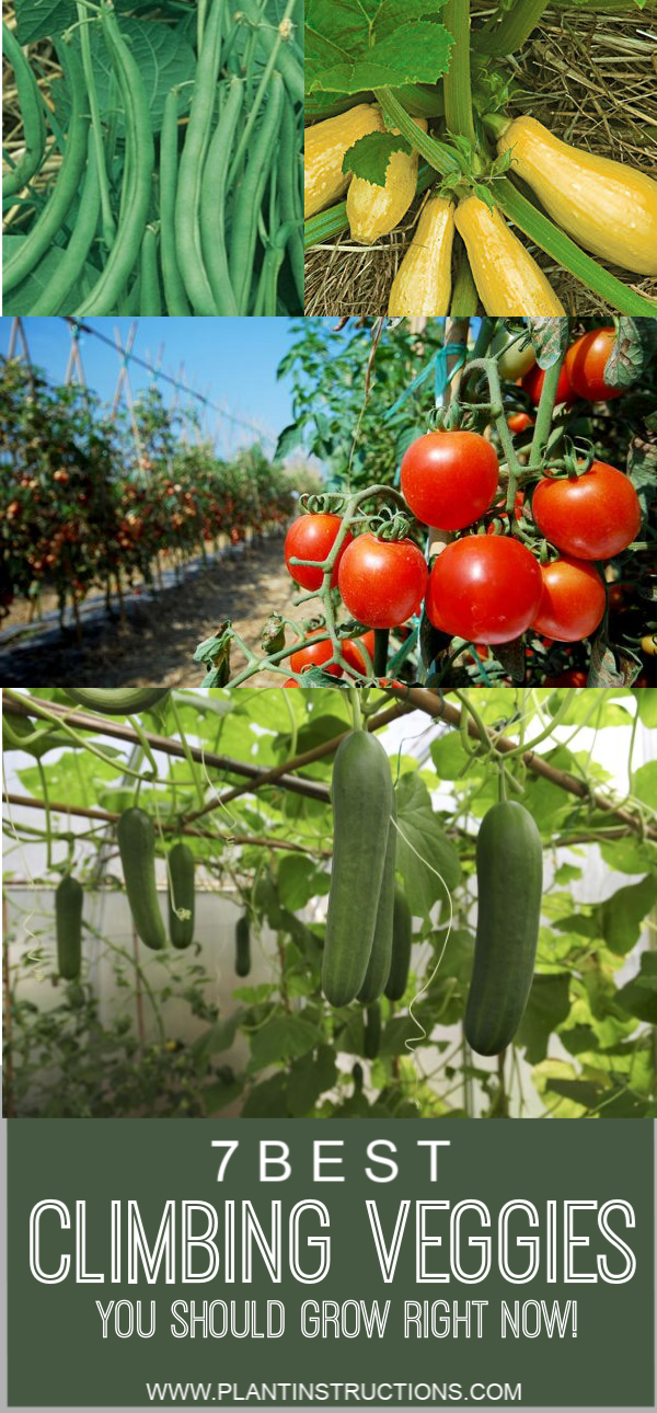 Best Climbing Vegetables You Should Be Growing! Plant
