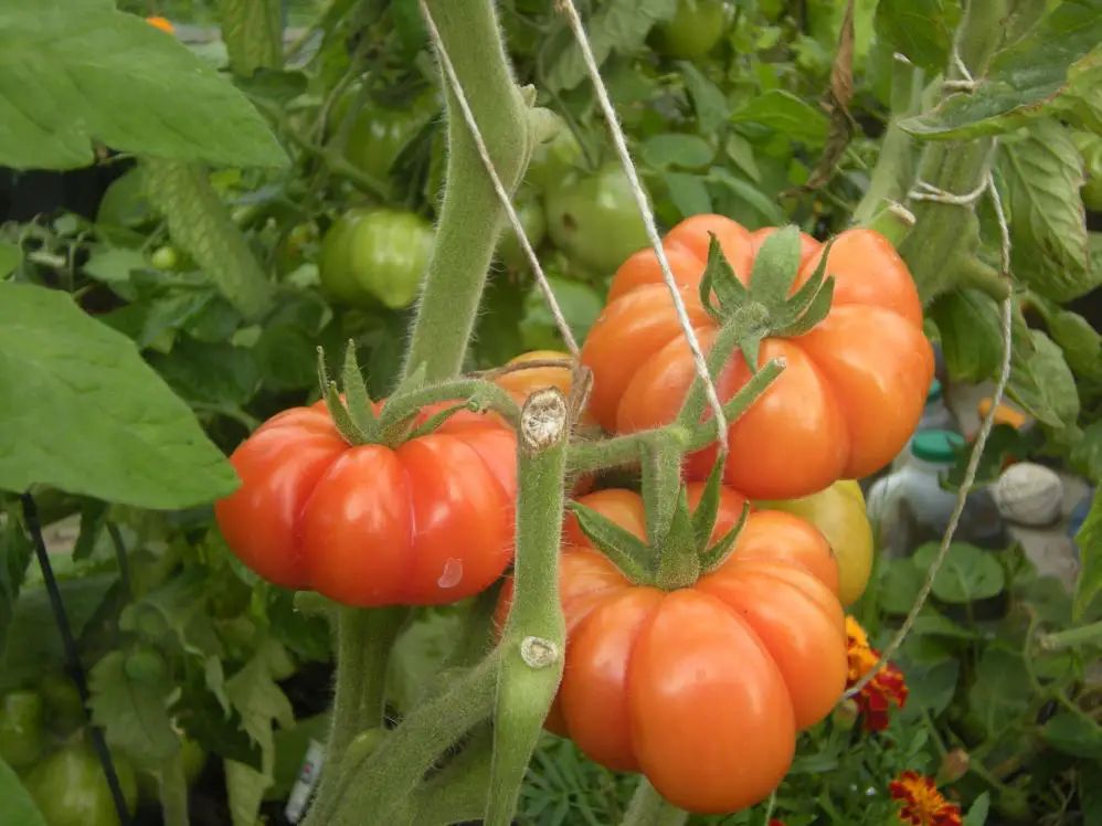 Costoluto Fiorentino tomatoes