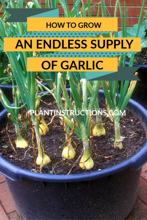 Grow an Endless Supply of Garlic