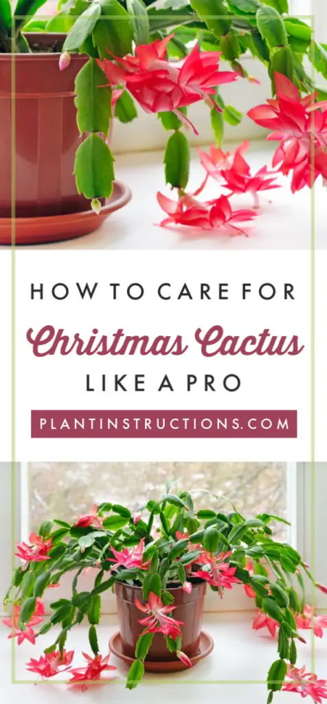 How to Care for Christmas Cactus - Plant Instructions