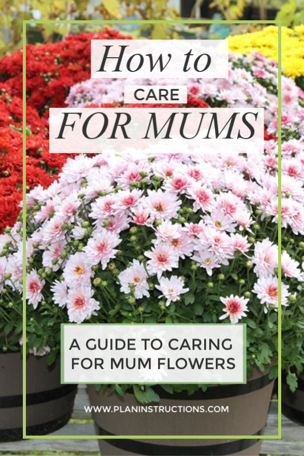 How to Take Care of Your Mums (Indoors and Out)