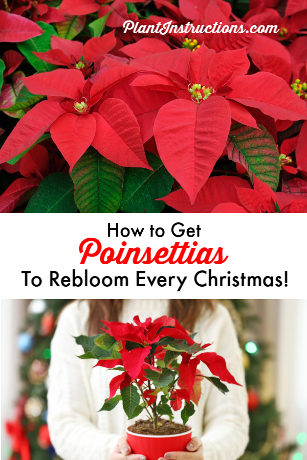 How to Care for Poinsettia