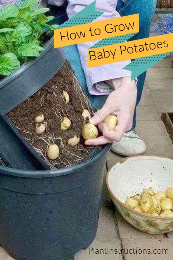 How to Grow Baby Potatoes