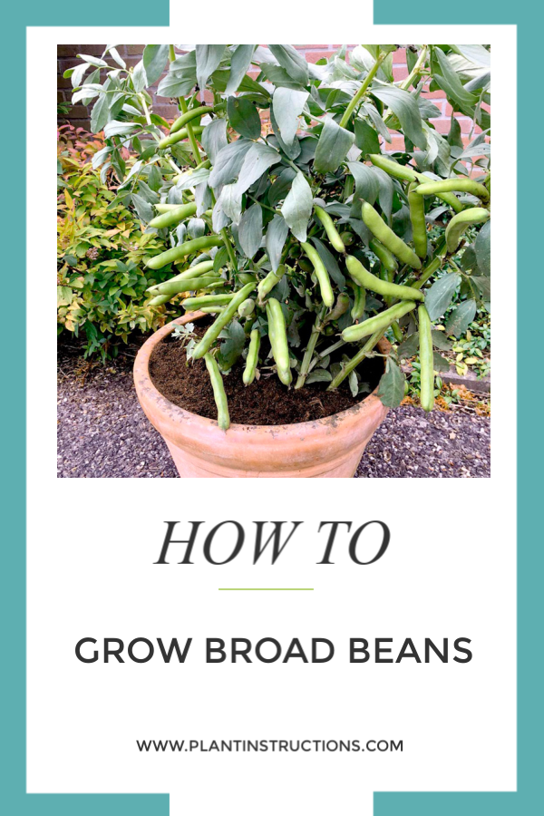 How to Grow Broad Beans