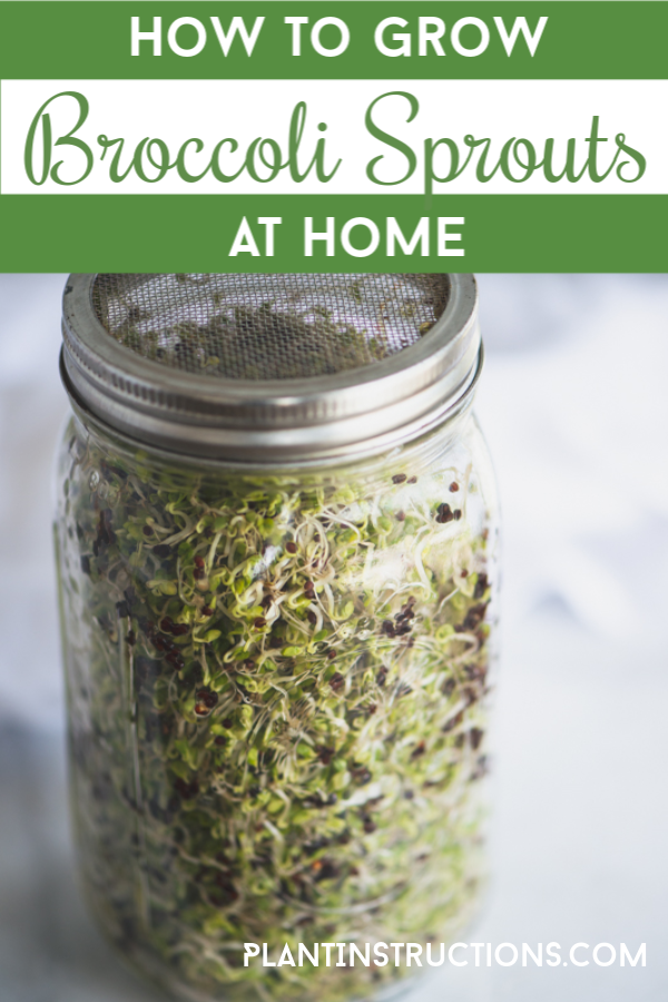 How to Grow Broccoli Sprouts