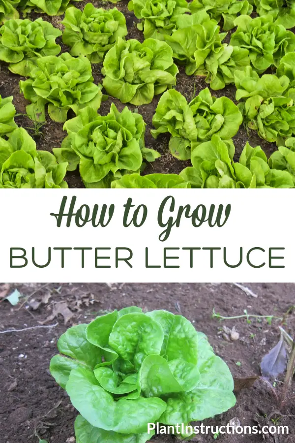 How to Grow Butter Lettuce