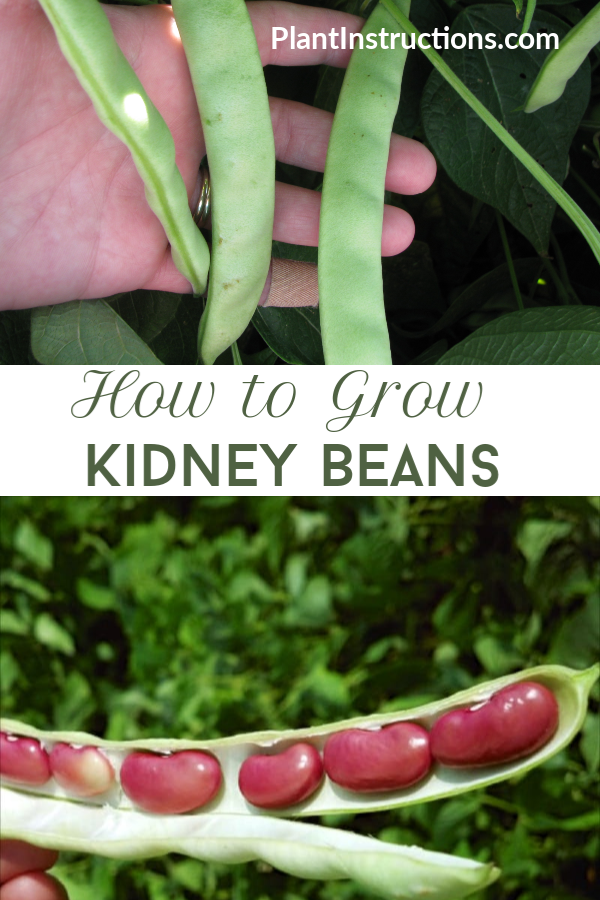 How to Grow Kidney Beans Plant Instructions