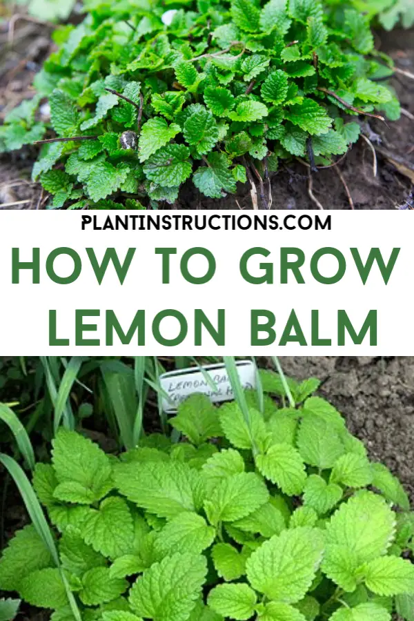 How to Grow Lemon Balm