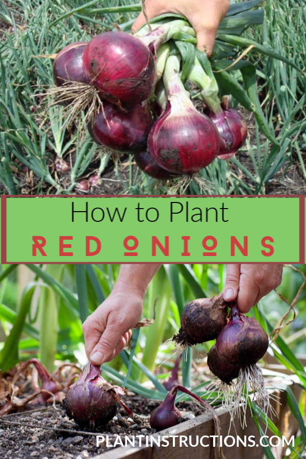 How to Grow Red Onions