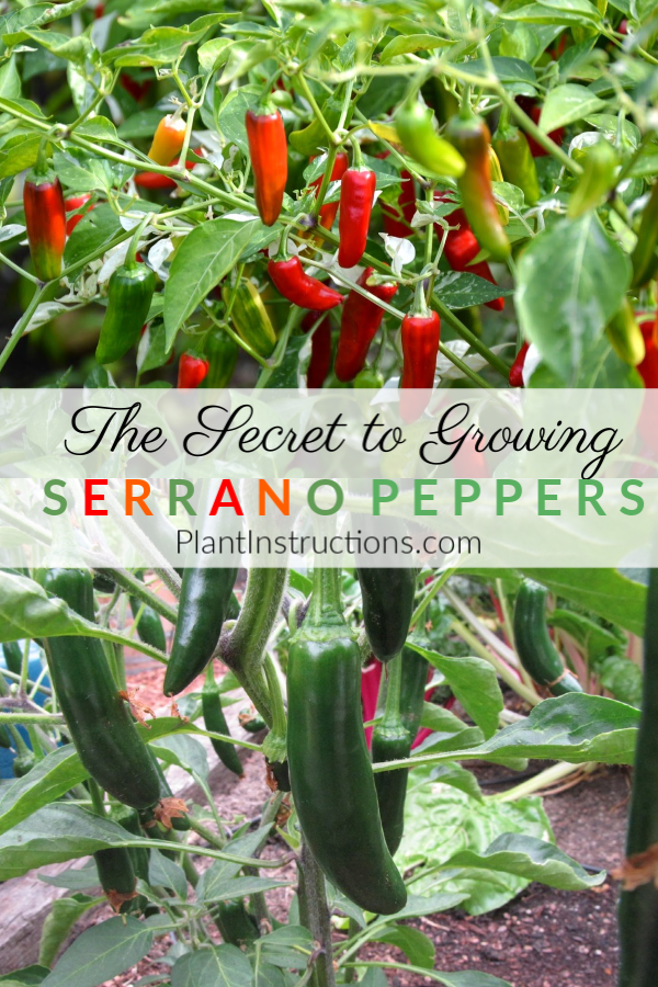 How to Grow Serrano Peppers - Plant Instructions