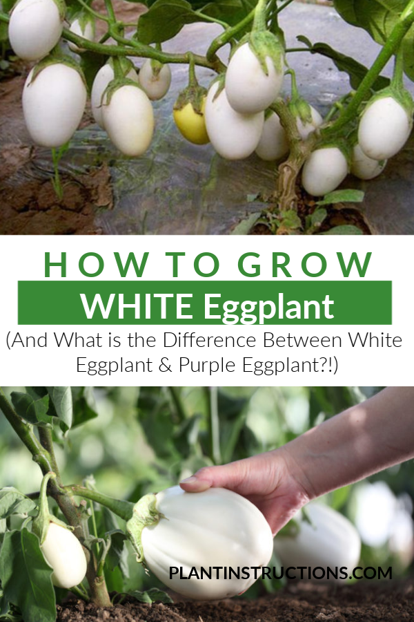 How to Grow White Eggplant