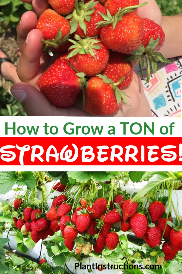 How to Grow a Lot of Strawberries