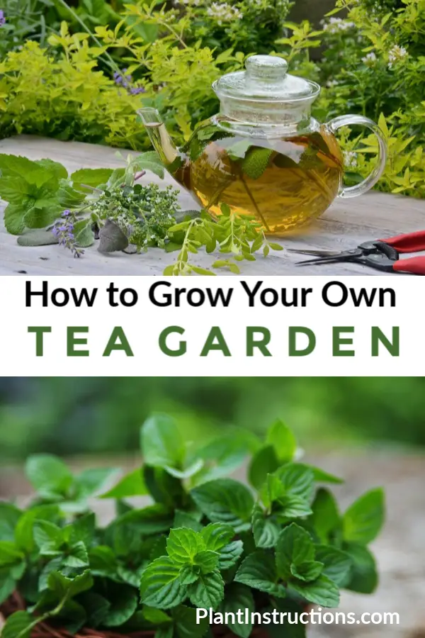 How to Grow a Tea Garden