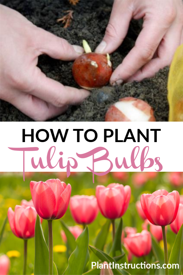 How to Plant Tulip Bulbs