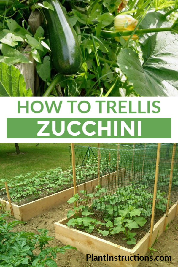 Zucchini plant trellis information