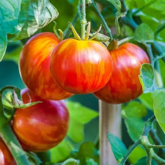 Tigerella Tomato