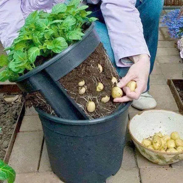 baby potato harvest