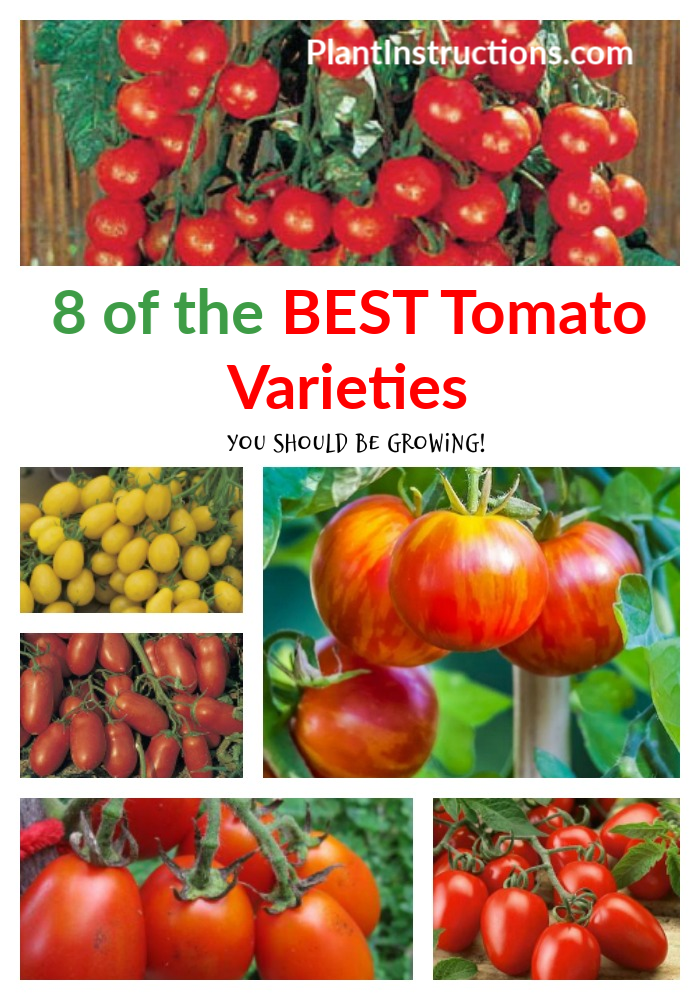 10 Best Tomato Varieties to Grow Plant Instructions