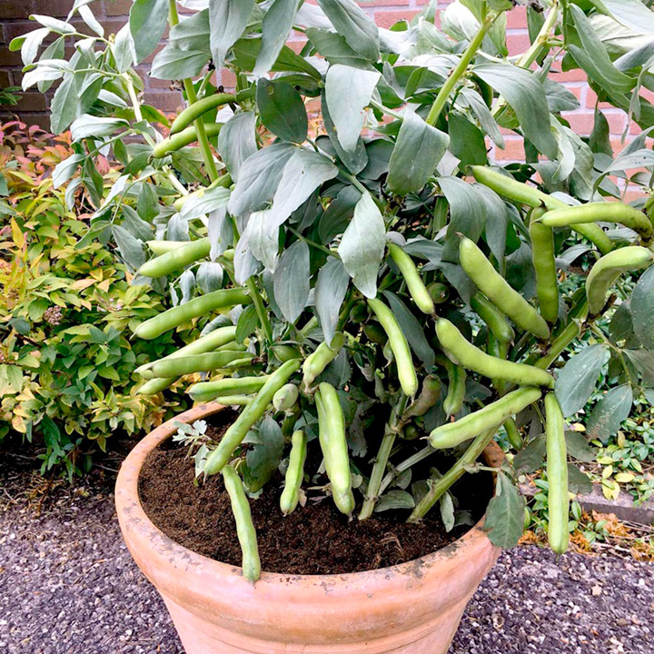 broad bean plant