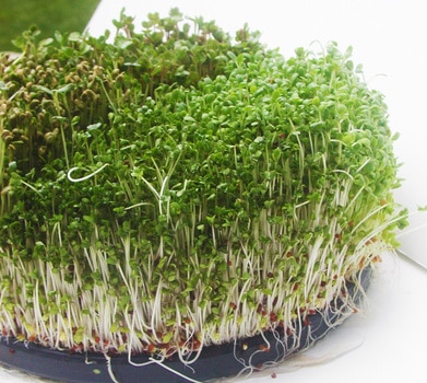 broccoli sprouts