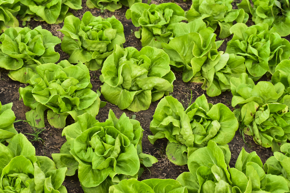 butter lettuce in garden