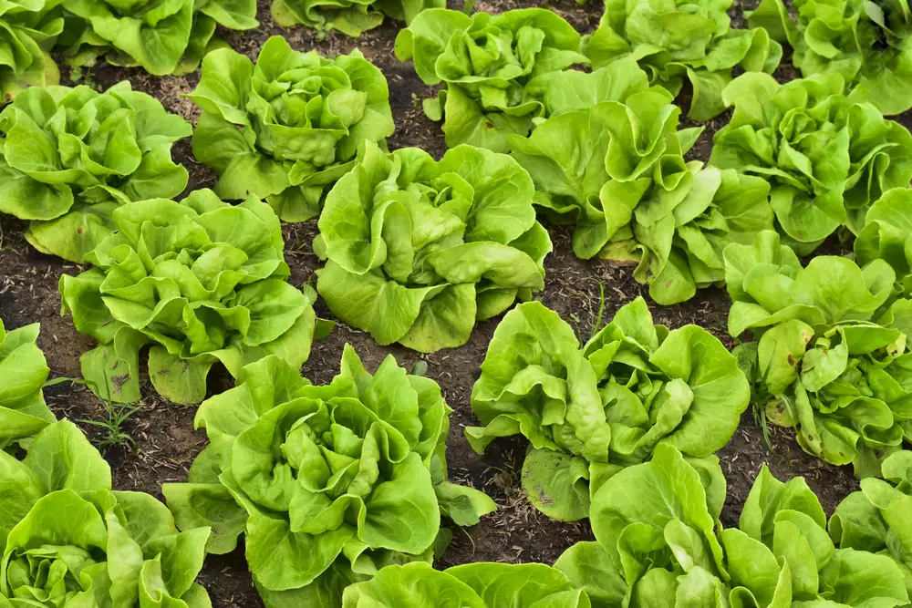 How To Grow Butter Lettuce Plant Instructions