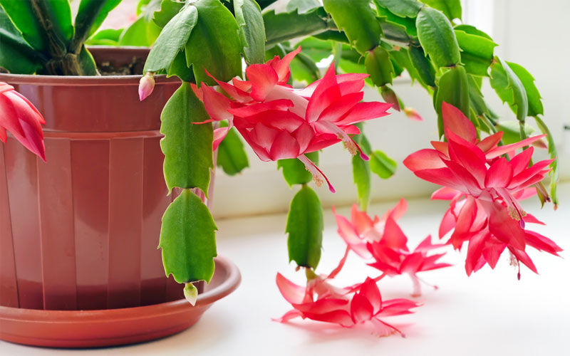 christmas cactus plant