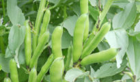 How to Grow Broad Beans, AKA Fava Beans