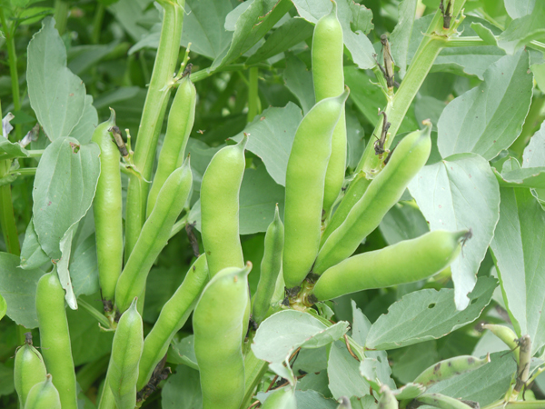 How to Grow Broad Beans, AKA Fava Beans