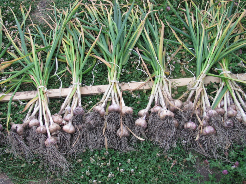 garlic harvest