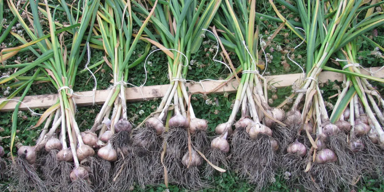 How to Grow An Endless Supply of Garlic