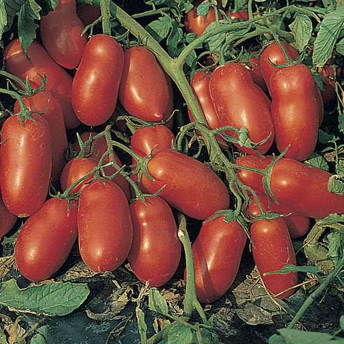 inca tomatoes