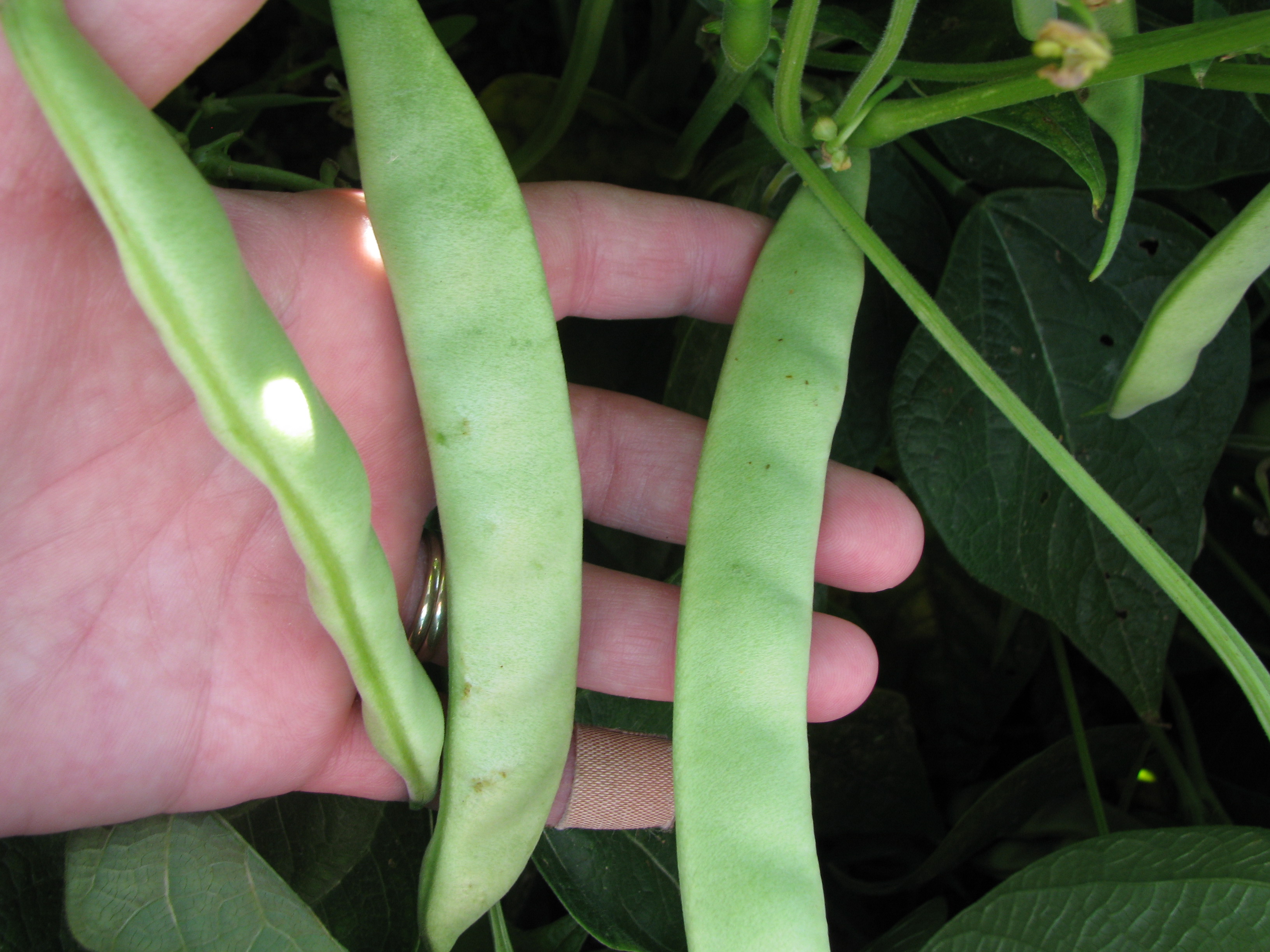 kidney bean plant