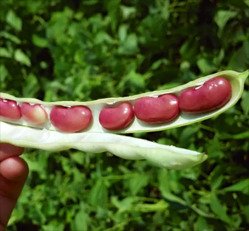 How To Grow Kidney Beans Plant Instructions