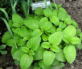 How to Grow Lemon Balm