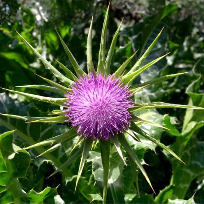 milk thistle