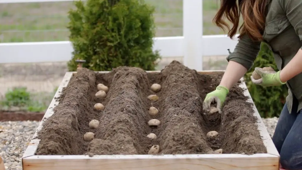 planting potatoes