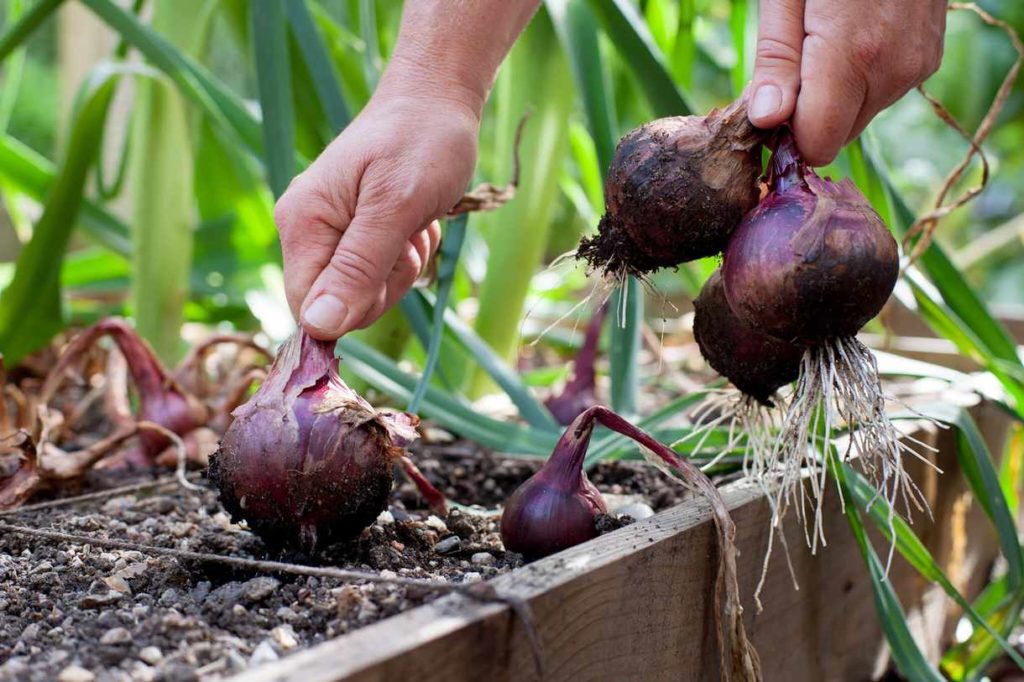 planting red onions