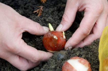 planting tulip bulbs