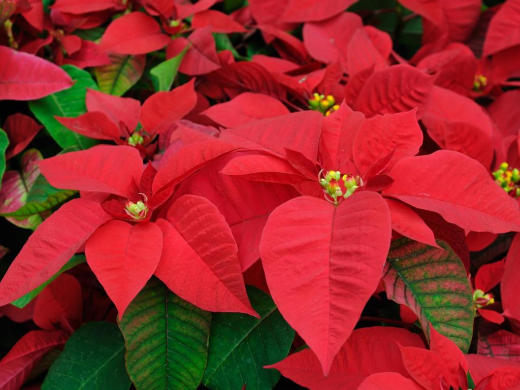 poinsettias