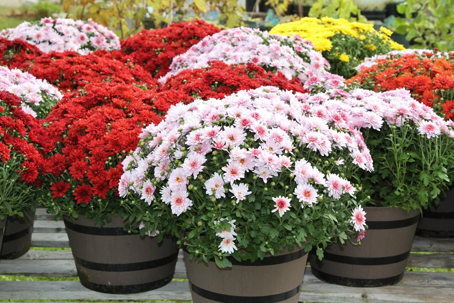 potted mums