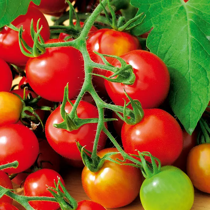 10 Best Tomatoes To Grow In All Climates