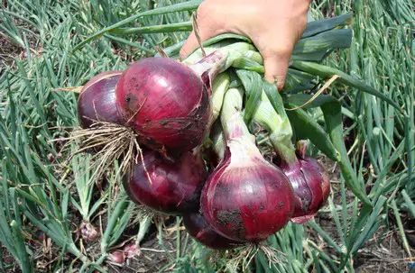 red onion harvest