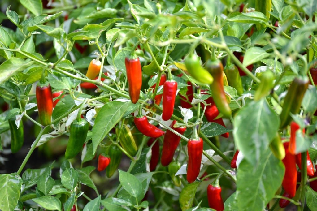 red Serrano peppers