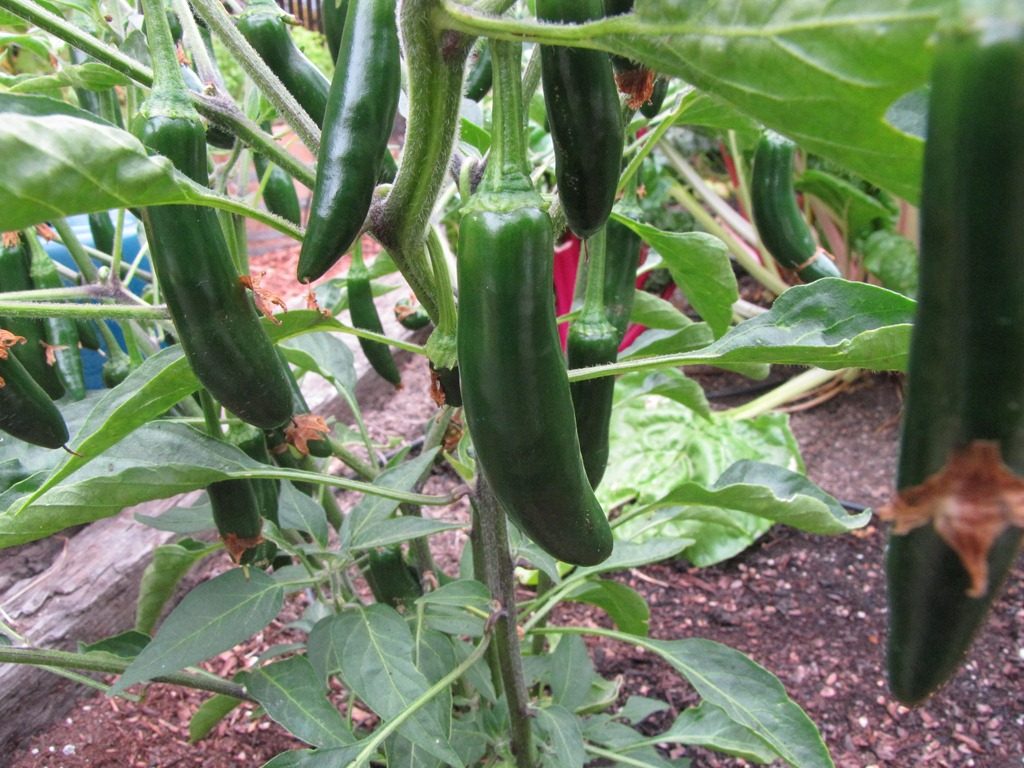 serrano peppers