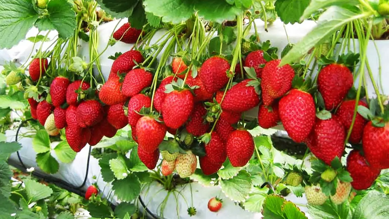 How to Grow A Lot of Strawberries - Plant Instructions