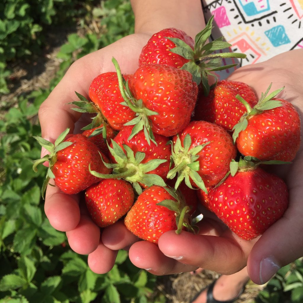 strawberry harvest