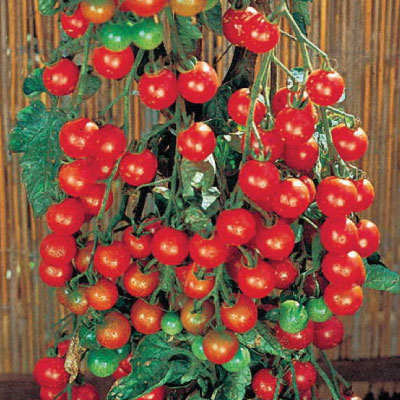 super sweet 100 tomatoes