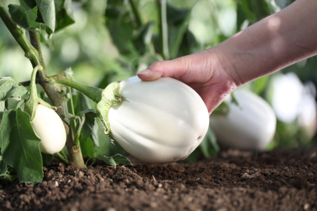 white eggplant harvest