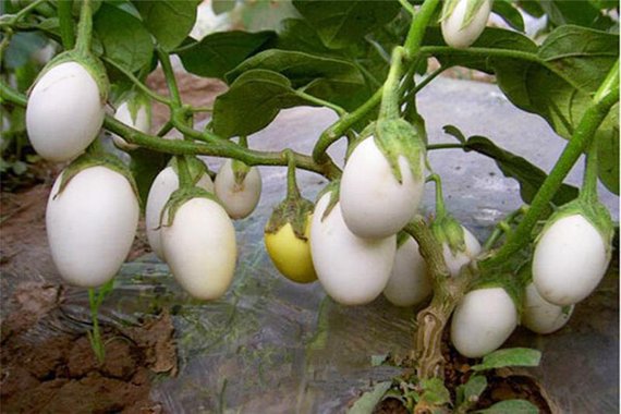 white eggplant